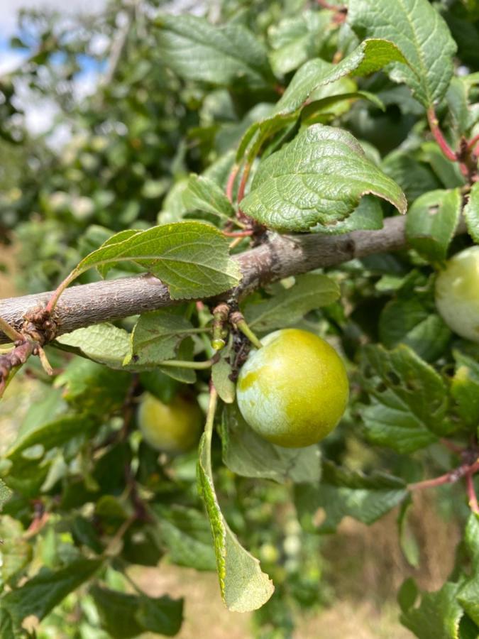 مبيت وإفطار Saint-Désiré Les Fruits Du Passau المظهر الخارجي الصورة